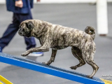 Original source: https://s3.amazonaws.com/coursestorm/live/media/801659dca90511f0b421121aa777649f Agility (Intermediate) - Improving Handler & Dog Skills (DB) (Non-Members)