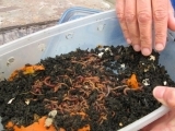 Worm Composting for Beginners JULY