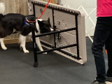 Original source: https://s3.amazonaws.com/coursestorm/live/media/d606dc55779111f0a70c124bd5b32d05 256-431 - SCENTWORK BEGINNING CONTINUING