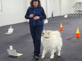 Original source: https://s3.amazonaws.com/coursestorm/live/media/8167bcf5a90511f0b421121aa777649f AKC Rally Novice - Excellent Run-Through (JSh) (Non-Members)