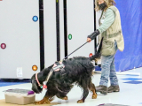 Original source: https://s3.amazonaws.com/coursestorm/live/media/d69dc22a779111f0a70c124bd5b32d05 256-443 - SCENTWORK ADVANCED CONTINUING