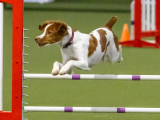 Original source: https://s3.amazonaws.com/coursestorm/live/media/d703cffd779111f0a70c124bd5b32d05 256-520 - AGILITY BEGINNING HANDLING (continuing)