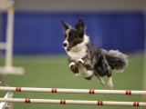Original source: https://s3.amazonaws.com/coursestorm/live/media/d6e27155779111f0a70c124bd5b32d05 256-522 - AGILITY BEGINNING HANDLING 2  (continuing)