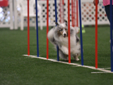 Original source: https://s3.amazonaws.com/coursestorm/live/media/d76809c5779111f0a70c124bd5b32d05 256-532 - AGILITY NOVICE LEVEL