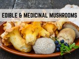 Edible & Medicinal Mushrooms of New England, Session I