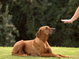 Dog Training: Manners 2