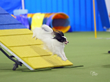 Original source: https://s3.amazonaws.com/coursestorm/live/media/d7d78bee779111f0a70c124bd5b32d05 256-555 - AGILITY OPEN/EXCELLENT LEVEL