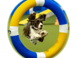 Original source: https://s3.amazonaws.com/coursestorm/live/media/d82eaea8779111f0a70c124bd5b32d05 256-557 - AGILITY OPEN/EXCELLENT LEVEL