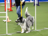 Original source: https://s3.amazonaws.com/coursestorm/live/media/d860b54e779111f0a70c124bd5b32d05 256-558  - AGILITY OPEN/EXCELLENT LEVEL