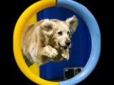 Original source: https://s3.amazonaws.com/coursestorm/live/media/d88dea08779111f0a70c124bd5b32d05 256-545 - AGILITY MASTERS LEVEL