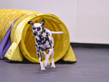 Original source: https://s3.amazonaws.com/coursestorm/live/media/d8b2c7cb779111f0a70c124bd5b32d05 256-547 - AGILITY MASTERS LEVEL