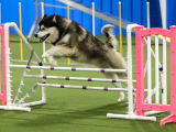 Original source: https://s3.amazonaws.com/coursestorm/live/media/d8d07f6e779111f0a70c124bd5b32d05 256-548 - AGILITY MASTER LEVEL