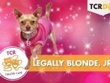 Summer Youth Production: Legally Blonde, Jr. (8th-12th)