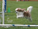 Original source: https://s3.amazonaws.com/coursestorm/live/media/d9091aee779111f0a70c124bd5b32d05 256-560 - AGILITY EXCELLENT/MASTER LEVEL