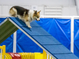 Original source: https://s3.amazonaws.com/coursestorm/live/media/d9308367779111f0a70c124bd5b32d05 256-561 - AGILITY EXCELLENT/MASTER LEVEL
