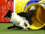 Original source: https://s3.amazonaws.com/coursestorm/live/media/d97f2e63779111f0a70c124bd5b32d05 256-565 - AGILITY - MASTERS/PREMIER LEVEL