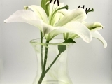 EW-04/27 Glassblowing: Flower Vase