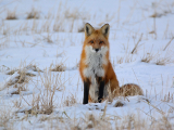 Mammals of Illinois