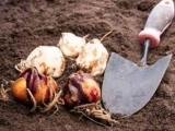 Gardening with Bulbs-AFS225