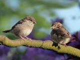 Bird Watching For Beginners ( Online )
