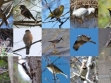 Spring Birds: When and Where to Find Them