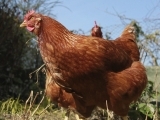 Chickens and Eggs: Health, Management, and Proper Care of Successful Backyard Flocks