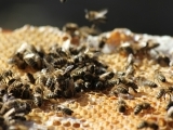Bees, Honey, and Wax - OH MY!