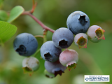 Maine Blueberries: They’re Wild!
