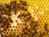 Original source: https://s3.amazonaws.com/coursestorm/live/media/202853e429bc11efaf130affdf56ea21 Beekeeping
