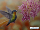 Paint Night: The Powerful Hummingbird