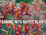 Farming with Native Plants