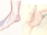 Drawing Hands and Feet Workshop (Online)