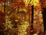 Autumn Views Watercolors (Online)