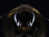 Wild Bees: Super-pollinators!