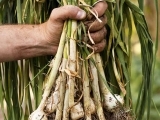 Grow Your Own Garlic - Messalonskee