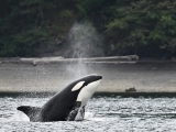 Cetaceans of the Salish Sea with a Deep Dive on Orcas